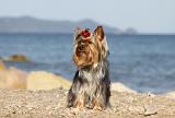 YORKSHIRE TERRIER 312